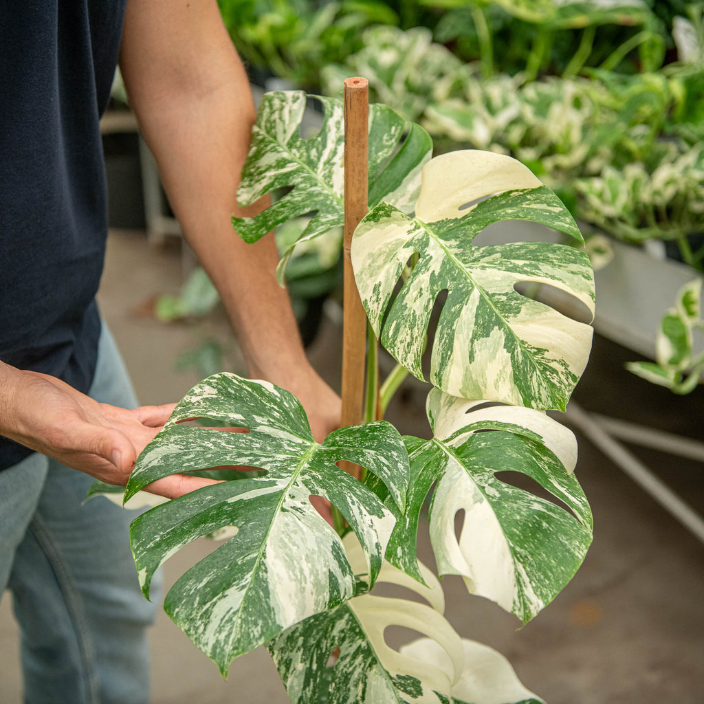 monstera bianca Monstera variegata
