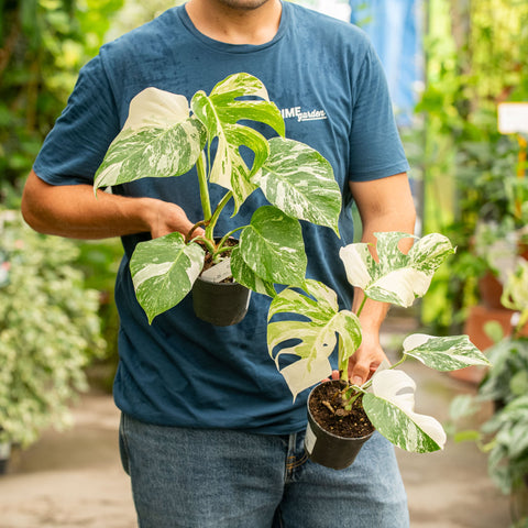 Simegarden Monstera variegata 12 cm - IN OFFERTA SPECIALE