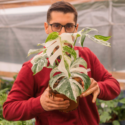 Simegarden Monstera variegata 17 cm