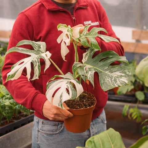 Simegarden Monstera variegata 17 cm