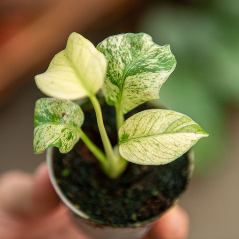 Simegarden Monstera white monster 7 cm