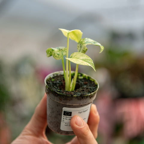 Simegarden Monstera white monster 7 cm