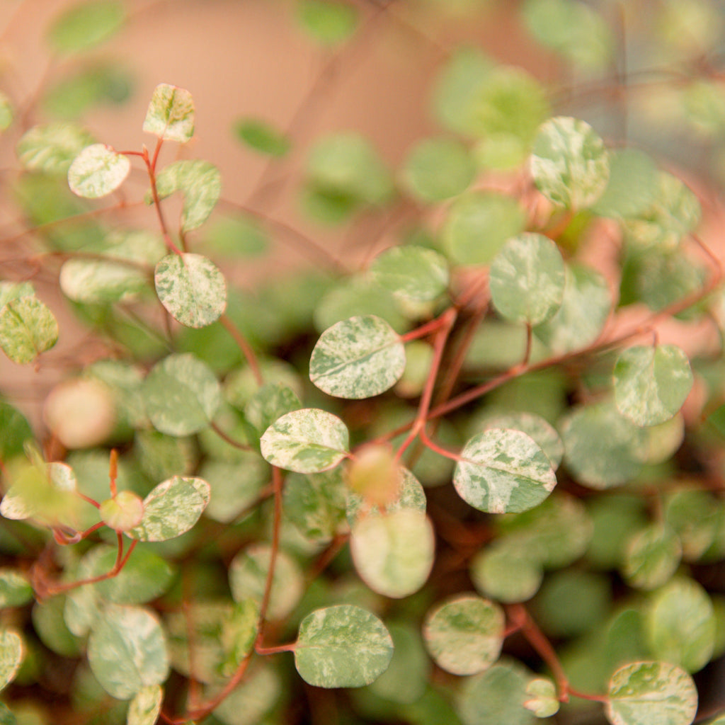 mühlenbeckia variegata Muehlenbeckia complexa variegata