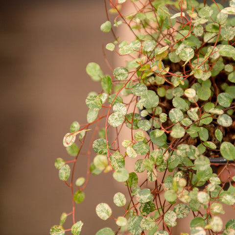 Simegarden Muehlenbeckia complexa variegata 12 cm