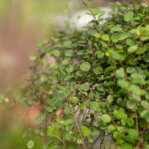 Simegarden Muhelenbeckia complexa