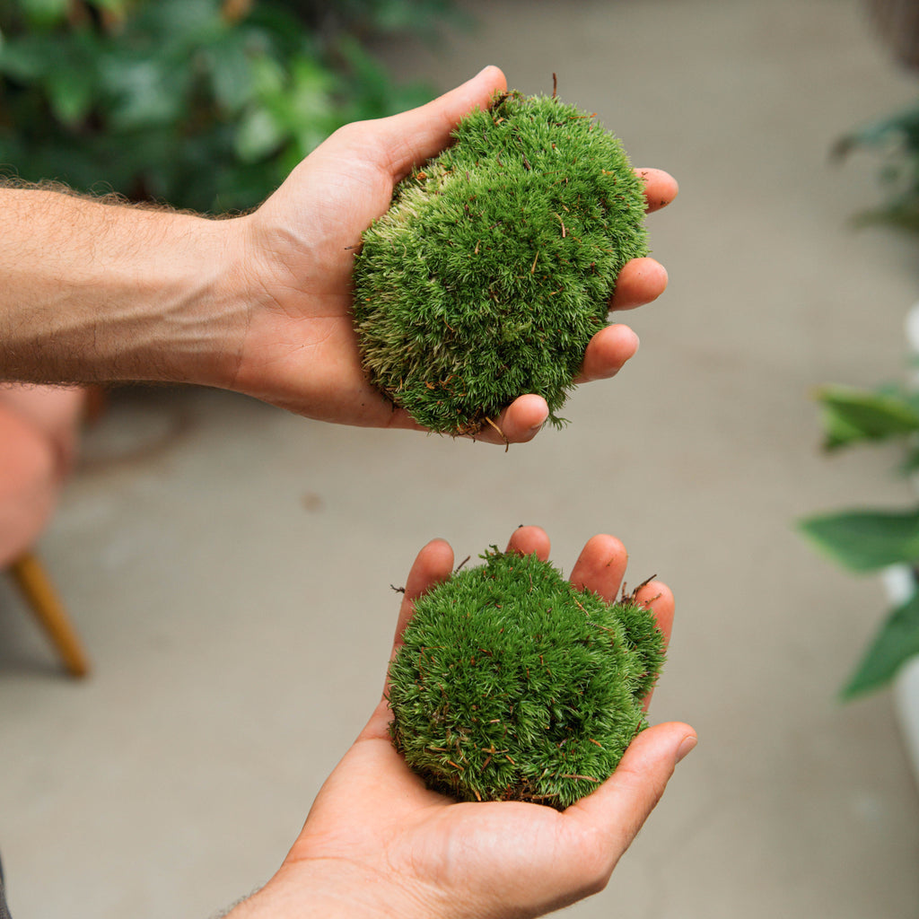 Terrari con piante – Simegarden