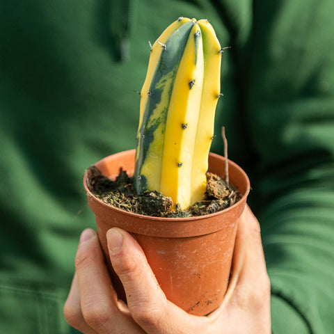 Simegarden Myrtillocactus geometrizans variegato 10.5 cm