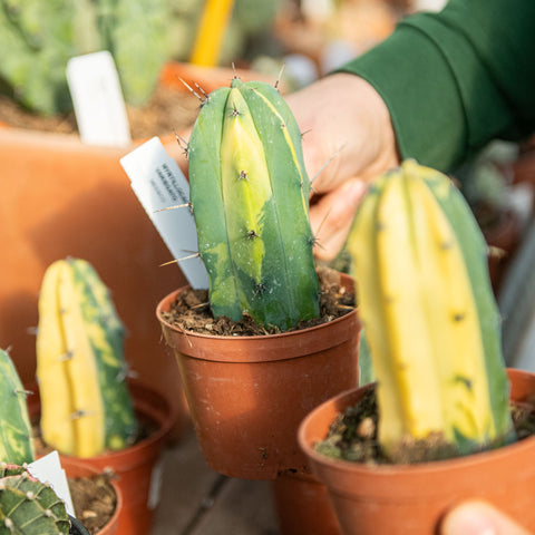 Simegarden Myrtillocactus geometrizans variegato 10.5 cm