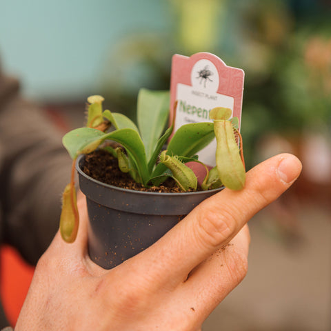 Simegarden Nepenthes alata 9 cm