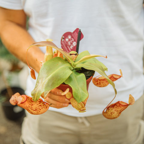 Simegarden Nepenthes x gaya