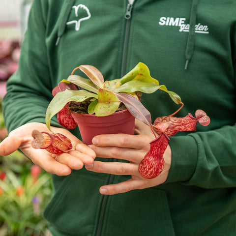 Simegarden Nepenthes x gaya