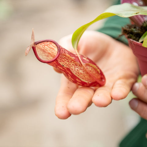 Simegarden Nepenthes x gaya
