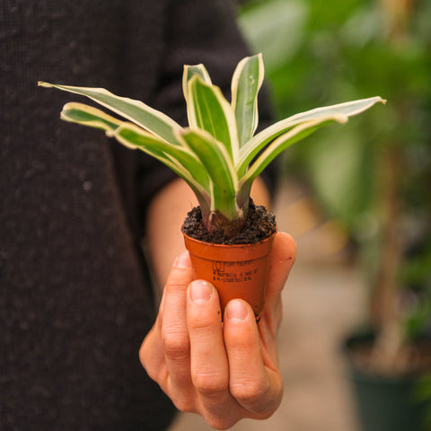 Simegarden Nidularium schultesianum variegato 5.5 cm