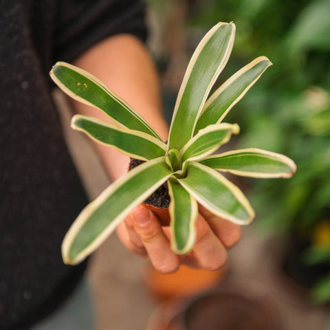 Simegarden Nidularium schultesianum variegato 5.5 cm