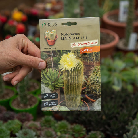 Simegarden Notocactus leninghausii Semi