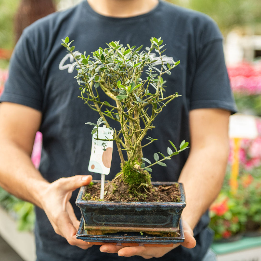 Olivastro bonsai