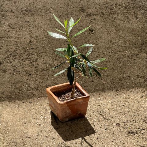 Simegarden Olivo bonsai 10 cm - vaso in terracotta