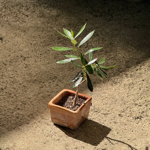 Simegarden Olivo bonsai
