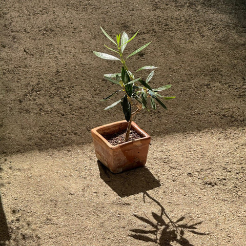 Simegarden Olivo bonsai