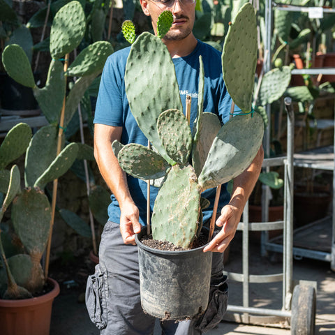 Simegarden Opuntia ficus indica 26 cm