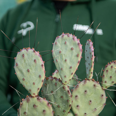 Simegarden Opuntia santa rita cactus