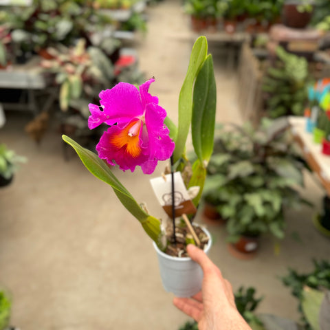 Simegarden Orchidea Cattleya 12 cm / Fucsia