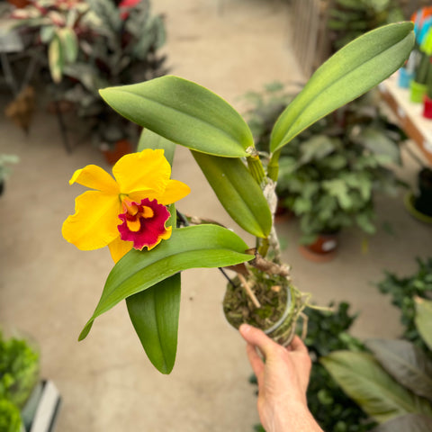 Simegarden Orchidea Cattleya 12 cm / Giallo