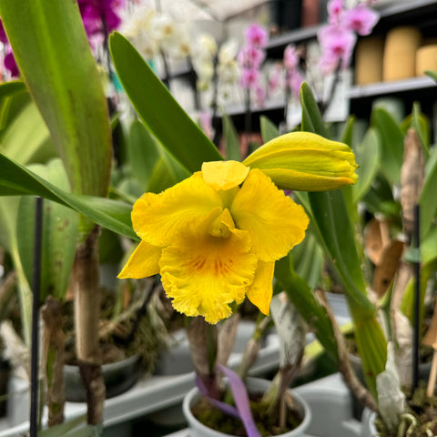 Simegarden Orchidea Cattleya 12 cm / Giallo