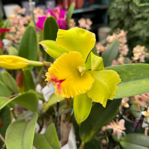 Simegarden Orchidea Cattleya 12 cm / Giallo chiaro