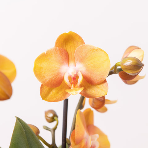 Simegarden Orchidea Phalaenopsis arancione "Las vegas" 12cm / 40 cm