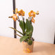 Simegarden Orchidea Phalaenopsis arancione "Las vegas" 12cm / 40 cm