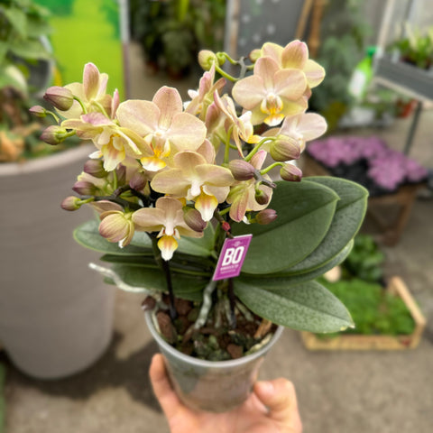 Simegarden Orchidea profumata 12 cm