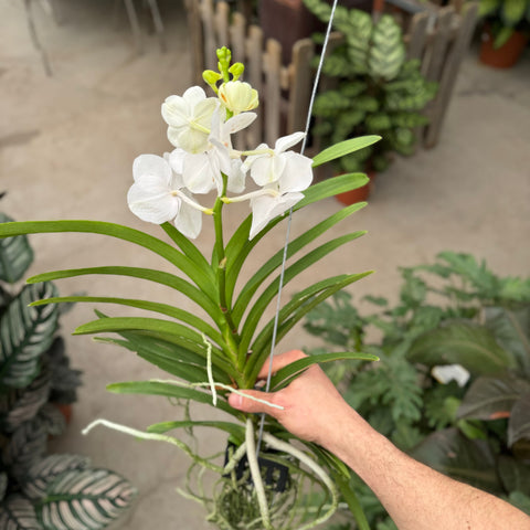 Simegarden Orchidea Vanda