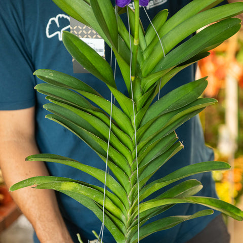 Simegarden Orchidea vanda appesa Blu-Viola / XL - vaso in terracotta