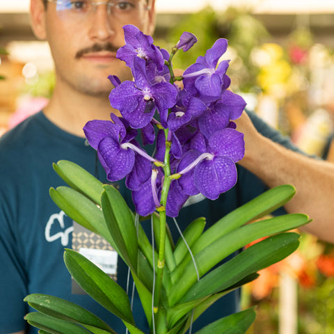 Simegarden Orchidea vanda appesa Blu-Viola / XL - vaso in terracotta