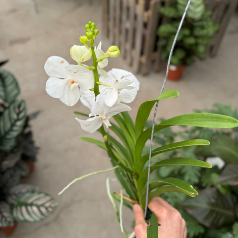 Simegarden Orchidea Vanda Bianco