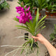 Simegarden Orchidea Vanda Fucsia