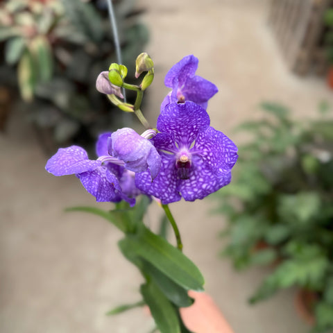 Simegarden Orchidea Vanda Viola