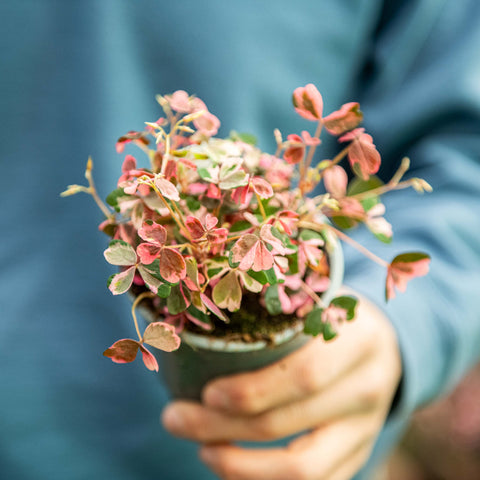 Simegarden Oxalis crazy plum 10 cm