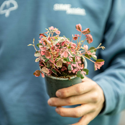 Simegarden Oxalis crazy plum 10 cm
