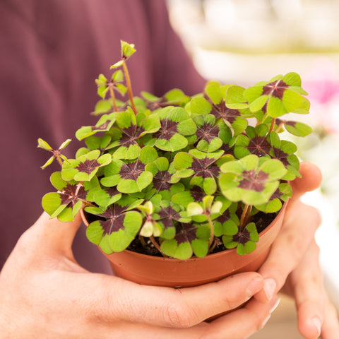 Simegarden Oxalis tetraphylla