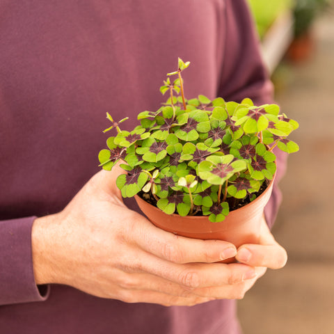 Simegarden Oxalis tetraphylla