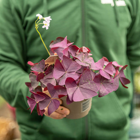 Simegarden Oxalis triangularis mijke 12 cm