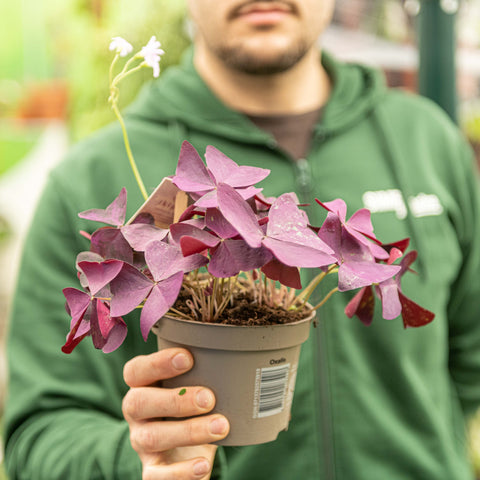 Simegarden Oxalis triangularis mijke