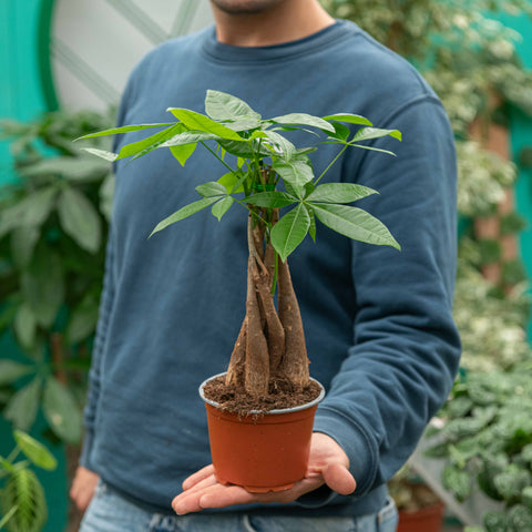 Simegarden Pachira aquatica piccola 12 cm