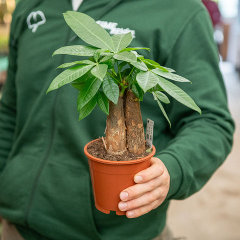 Simegarden Pachira aquatica piccola 12 cm - Fusto largo