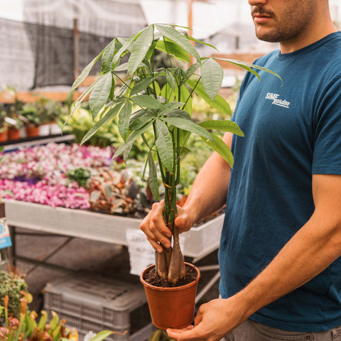 Simegarden Pachira aquatica piccola 14 cm - >50 cm