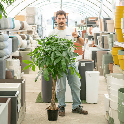 Simegarden Pachira aquatica piccola 21 cm