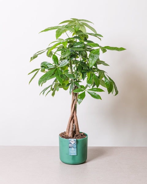 Simegarden Pachira aquatica piccola