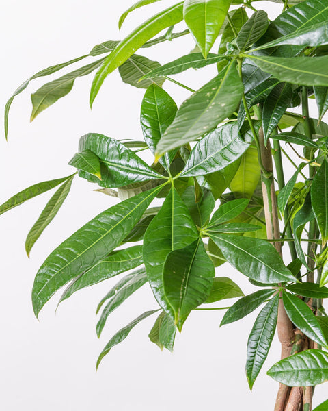 Simegarden Pachira aquatica piccola